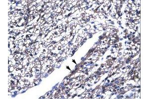 Image no. 1 for anti-Zinc Finger and BTB Domain Containing 7B (ZBTB7B) (AA 313-362) antibody (ABIN202732) (ZBTB7B antibody  (AA 313-362))