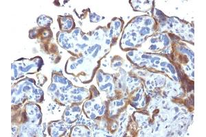 Formalin-fixed, paraffin-embedded human Placenta stained with TIMP2 Mouse Monoclonal Antibody (3A4) (TIMP2 antibody  (N-Term))