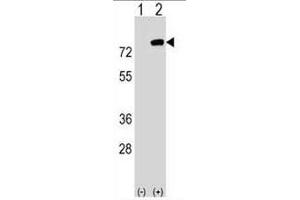 Western blot analysis of PBXIP1 (arrow) using rabbit polyclonal PBXIP1 Antibody (C-term) . (PBXIP1 antibody  (C-Term))