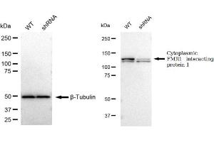 Western blotting analysis using Cytoplasmic FMR1 interacting protein 1 antibody (ABIN7798264).