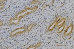 ABIN6276903 at 1/100 staining Human uterus tissue by IHC-P. (Thrombopoietin antibody  (Internal Region))