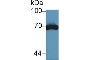 Western blot analysis of Mouse Kidney lysate, using Mouse tPA Antibody (5 µg/ml) and HRP-conjugated Goat Anti-Rabbit antibody (
