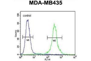 CCR8 Antibody (C-term) flow cytometric analysis of MDA-MB435 cells (right histogram) compared to a negative control cell (left histogram). (CCR8 antibody  (C-Term))
