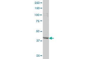 PBK monoclonal antibody (M04), clone 3F7 Western Blot analysis of PBK expression in HeLa . (PBK antibody  (AA 1-322))