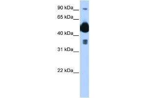 FICD antibody used at 0. (FICD antibody  (C-Term))