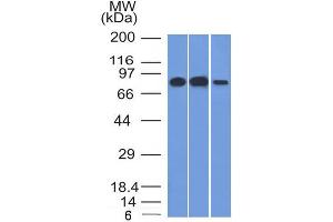 Western Blotting (WB) image for anti-Minichromosome Maintenance Complex Component 7 (MCM7) (AA 195-319) antibody (ABIN6940018)