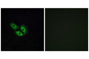 Immunofluorescence analysis of A549 cells, using OR4E2 antibody. (OR4E2 antibody  (C-Term))