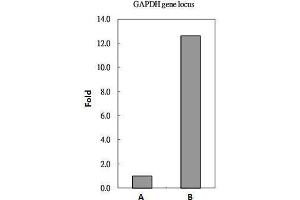 ChIP Image Histone H2A. (H2AFZ antibody  (C-Term))