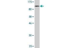 RPS6KA1 antibody  (AA 1-735)