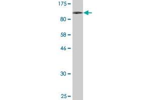 Western Blot detection against Immunogen (106.