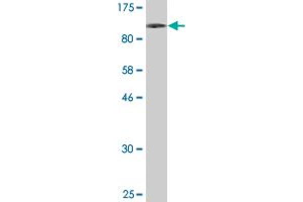 RPS6KA1 antibody  (AA 1-735)