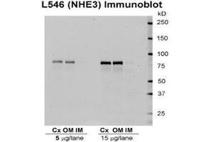 NHE3 Western Blotting, rat kidney tissue. (SLC9A3 antibody)