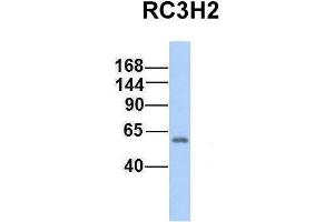 Host:  Rabbit  Target Name:  RC3H2  Sample Type:  Human Fetal Lung  Antibody Dilution:  1. (RC3H2 antibody  (Middle Region))