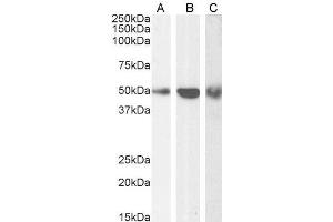 ABIN190911 (0. (TRAF2 antibody  (C-Term))