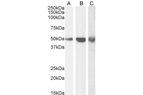 TRAF2 antibody  (C-Term)