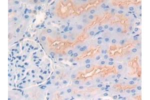 Detection of CD10 in Rat Kidney Tissue using Polyclonal Antibody to Neprilysin (CD10)