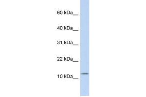 WB Suggested Anti-CCK Antibody Titration:  0. (Cholecystokinin antibody  (Middle Region))
