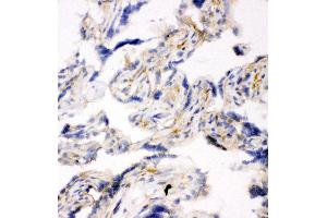 Immunohistochemistry (IHC) image for anti-Synaptosomal-Associated Protein, 23kDa (SNAP23) (AA 192-211), (C-Term) antibody (ABIN3044163)
