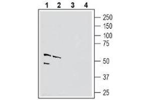 Western blot analysis of mouse brain membranes (lanes 1 and 3) and rat lung lysate (lanes 2 and 4): - 1-2. (PVRL4 antibody  (Extracellular, N-Term))