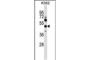 Western blot analysis in K562 cell line lysates (35ug/lane). (MMP13 antibody  (AA 253-282))