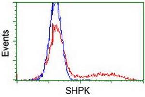 HEK293T cells transfected with either RC204421 overexpress plasmid (Red) or empty vector control plasmid (Blue) were immunostained by anti-SHPK antibody (ABIN2454880), and then analyzed by flow cytometry. (SHPK antibody)