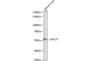 Western blot analysis of extracts of mouse testis, using ZNF177 antibody (ABIN7271461) at 1:1000 dilution. (ZNF177 antibody  (AA 50-110))
