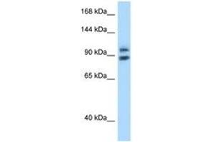 Image no. 1 for anti-Zinc Fingers and Homeoboxes 1 (ZHX1) (AA 32-81) antibody (ABIN6748029) (ZHX1 antibody  (AA 32-81))