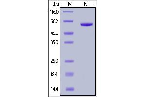 Human FGL1, Fc Tag on  under reducing (R) condition. (FGL1 Protein (AA 23-312) (Fc Tag))