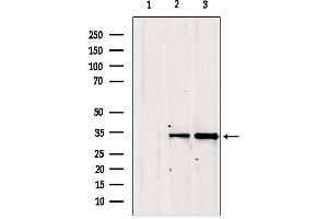 Western blot analysis of extracts from various samples, using GOLPH3 antibody.