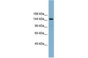 Image no. 1 for anti-Cell Migration Inducing Hyaluronan Binding Protein (CEMIP) (AA 755-804) antibody (ABIN6742118) (CEMIP antibody  (AA 755-804))