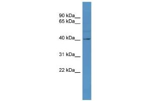 WB Suggested Anti-TAAR5 Antibody Titration: 0.