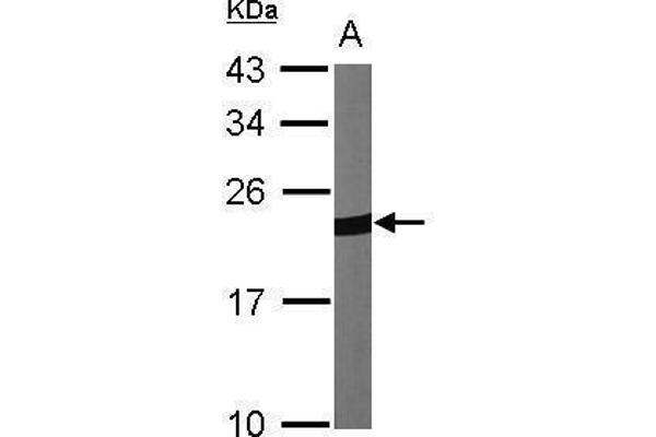 Peroxiredoxin 1 antibody