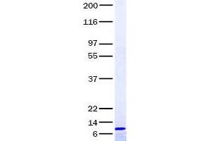 Validation with Western Blot (CCL19 Protein)