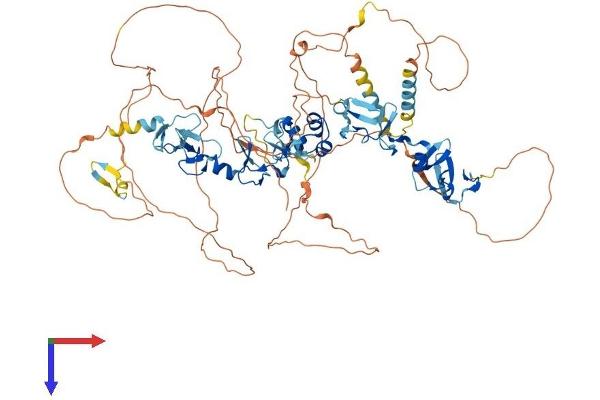 ABLIM1 Protein (AA 1-778) (His tag)