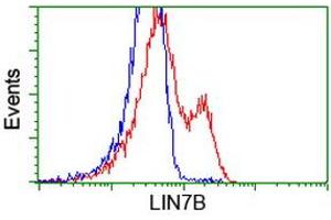 HEK293T cells transfected with either RC205598 overexpress plasmid (Red) or empty vector control plasmid (Blue) were immunostained by anti-LIN7B antibody (ABIN2453236), and then analyzed by flow cytometry. (LIN7B antibody)