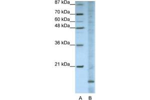Western Blotting (WB) image for anti-Apolipoprotein O (APOO) antibody (ABIN2462300) (APOO antibody)