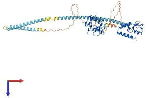 RNF8 Protein (AA 1-485) (His tag)