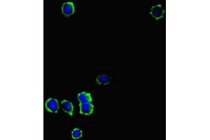 Immunofluorescent analysis of MCF-7 cells using ABIN7157751 at dilution of 1:100 and Alexa Fluor 488-congugated AffiniPure Goat Anti-Rabbit IgG(H+L) (KYNU antibody  (AA 99-214))