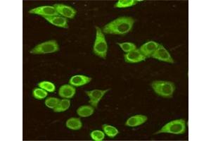 Immunocytochemistry staining of HeLa cells fixed with 4 % Paraformaldehyde and using anti-BiP/GRP78 (C-terminus) mouse mAb (dilution 1:50). (GRP78 antibody  (C-Term))