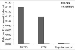 Chromatin immunoprecipitation analysis of extracts of HepG2 cells, using TE antibody (ABIN7270754) and rabbit IgG. (TEAD1 antibody)