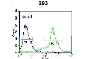 Kallikrein 6 (KLK6) Antibody (Center) Antibody (ABIN652196 and ABIN2840742) flow cytometric analysis of 293 cells (right histogram) compared to a negative control cell (left histogram). (Kallikrein 6 antibody  (AA 126-156))