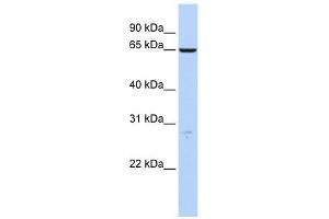 HAS3 antibody used at 1 ug/ml to detect target protein. (HAS3 antibody  (N-Term))
