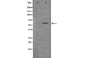 Western blot analysis of extracts from 293 cells, using ARX antibody. (Arx antibody  (Internal Region))