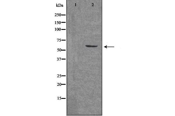 Arx antibody  (Internal Region)