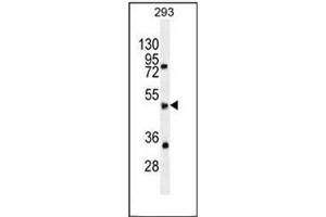 Western blot analysis of SPDYE5 Antibody (N-term) in 293 cell line lysates (35ug/lane).