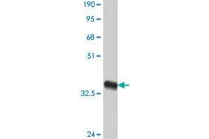 Western Blot detection against Immunogen (38. (KLRC3 antibody  (AA 132-240))