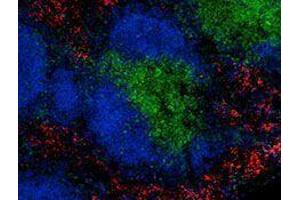 Immunofluorescence (IF) image for anti-Egf-Like Module Containing, Mucin-Like, Hormone Receptor-Like 1 (EMR1) antibody (Alexa Fluor 594) (ABIN2656843) (F4/80 antibody  (Alexa Fluor 594))