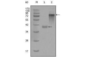 Western blot analysis using KRT19 mouse mAb against truncated KRT19-His recombinant protein (1) and full-length KRT19(aa1-400)-hIgGFc transfected CHO-K1 cell lysate(2). (Cytokeratin 19 antibody  (AA 80-400))