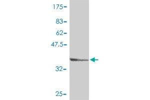 AP1S1 antibody  (AA 1-133)