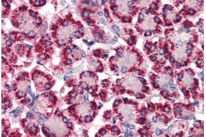 Anti-STEAP4 antibody  ABIN1049368 IHC staining of human pancreas. (STEAP4 antibody  (N-Term))